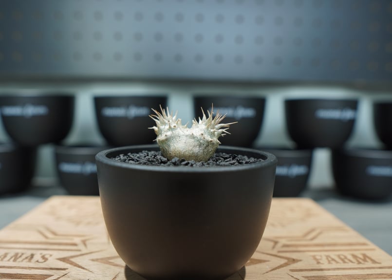 パキポディウム ホロンベンセ 沖縄実生株 No.1 | mana's farm:塊根植物