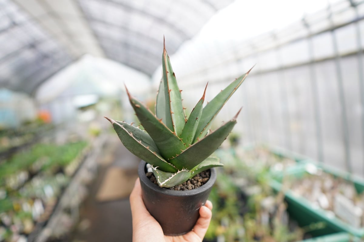 将来有望株♪】すでに裏トゲあり！ アガベ パープソラム | mana's farm