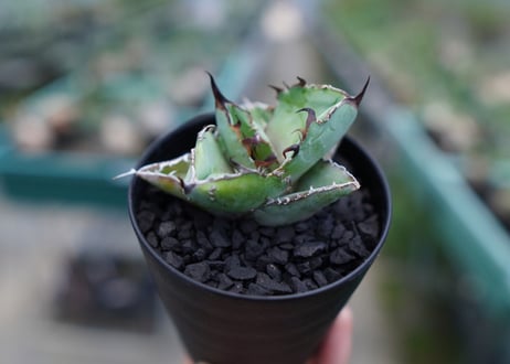 アガベ　チタノタ　 ブラックアンドブルー 　Agave titanota black and blue　No.2