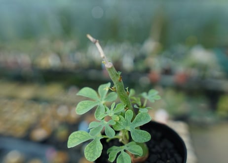 アデニア　グラウカ　Adenia Glauca　No.1
