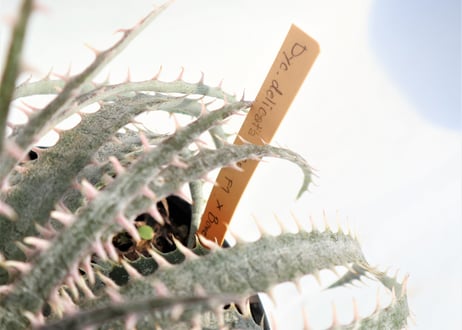 Dyckia  delicata GF F1 x Bone