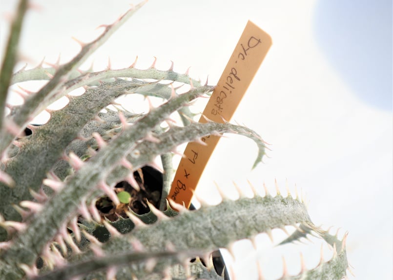 Dyckia delicata GF F1 x Bone | mana's farm:塊根植