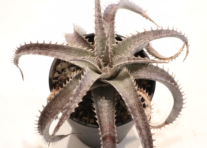 Dyckia ML Red X T-Rex | mana's farm:塊根植物・アガベ・ドラ