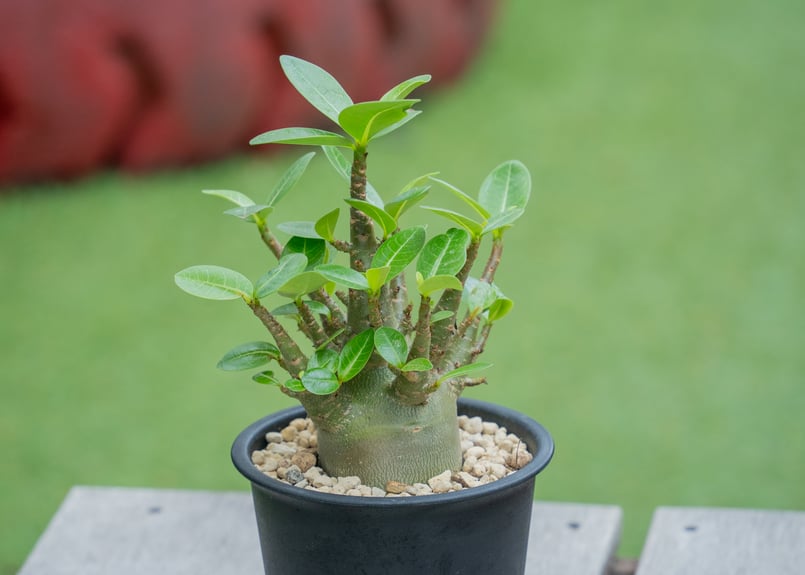 アデニウム モンスター | mana's farm:塊根植物・アガベ・ドライ