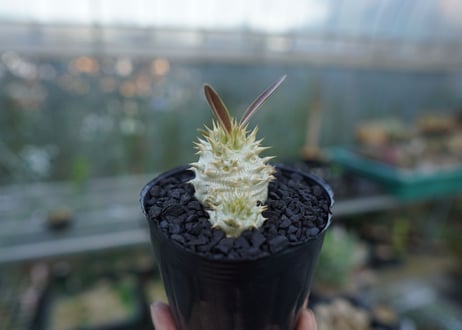 パキポディウム　デンシフローラム Pachypodium densiflorum   No.3