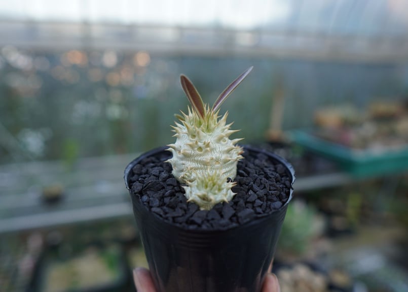 パキポディウム デンシフローラム Pachypodium densiflorum No.3