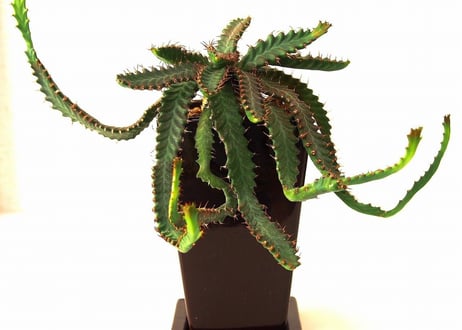 ユーフォルビア ステラータ 飛竜  Euphorbia stellata13  発根済み