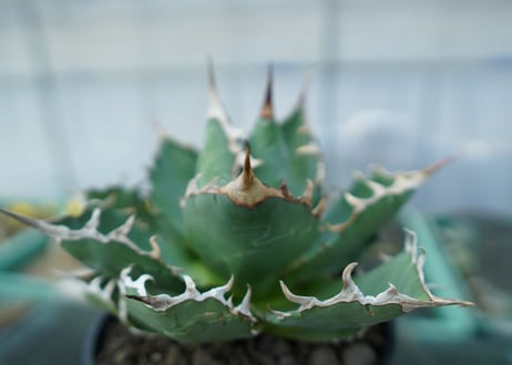アガベ　チタノタ　FO-76　agave titanota  FO-76 No.3