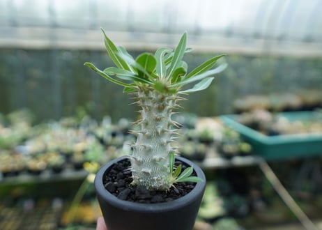 パキポディウム　ホロンベンセ　Pachypodium horombense