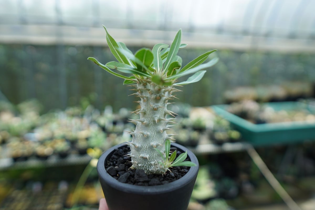 パキポディウム ホロンベンセ Pachypodium horombense | mana's