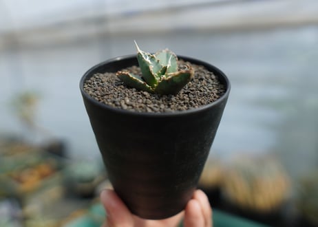 アガベ　チタノタ　狼人　agave titanota "狼人"　No.1