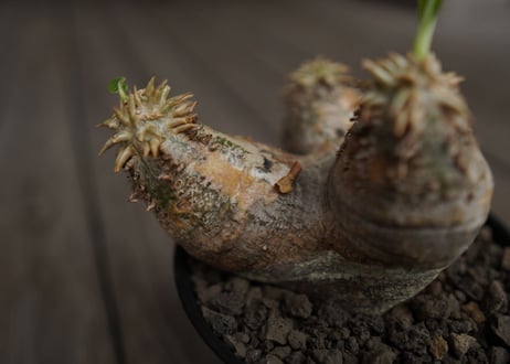 パキポディウム　エブレネウム　Pachypodium eburneum