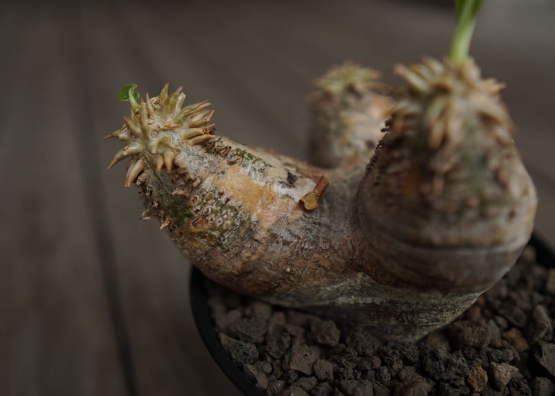 パキポディウム エブレネウム Pachypodium eburneum ⑤ パキポディウム エブレネウム Pachypodium eburneum | mana's fa