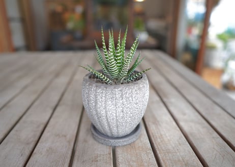 十二の巻　Haworthia fasciata