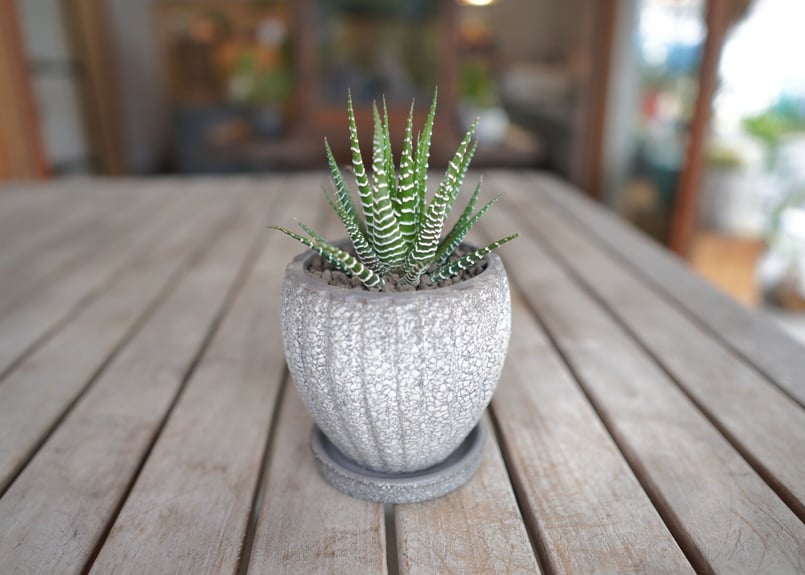 十二の巻 Haworthia fasciata | mana's farm:塊根植物・アガベ・