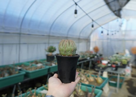 ユーフォルビア　オベサ　Euphorbia obesa  E4