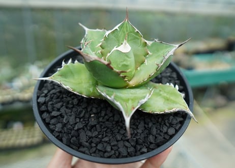 アガベ　チタノタ 　Agave titanota No.3