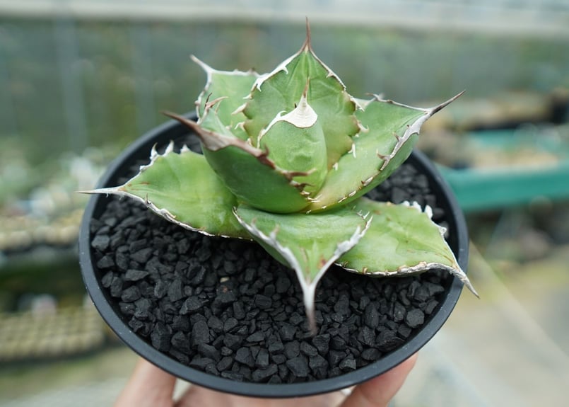 アガベ チタノタ Agave titanota No.3 | mana's farm:塊根植