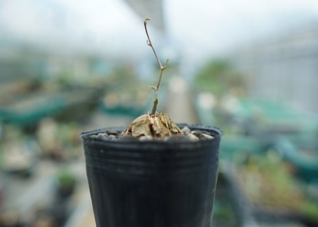 亀甲竜　Dioscorea elephantipes　No.8