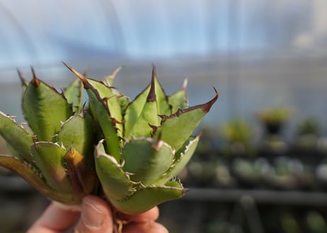 agave titanota 剣竜　No.2