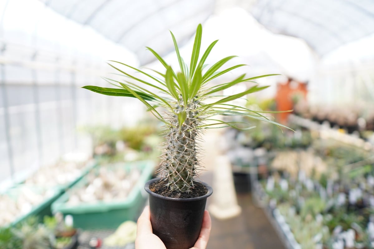 パキポディウム ラメレイ | mana's farm:塊根植物・アガベ・ドライ