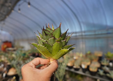 agave titanota 剣竜　No.12