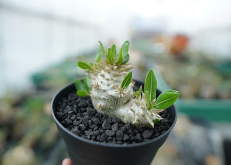 パキポディウム　恵比寿大黒　Pachypodium Densicaule　No.3