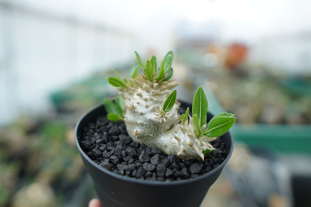 パキポディウム 恵比寿大黒(3頭) fit=scale-down,w=1200