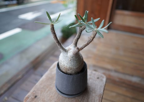 パキポディウム　グラキリス　 Pachypodium Gracilius