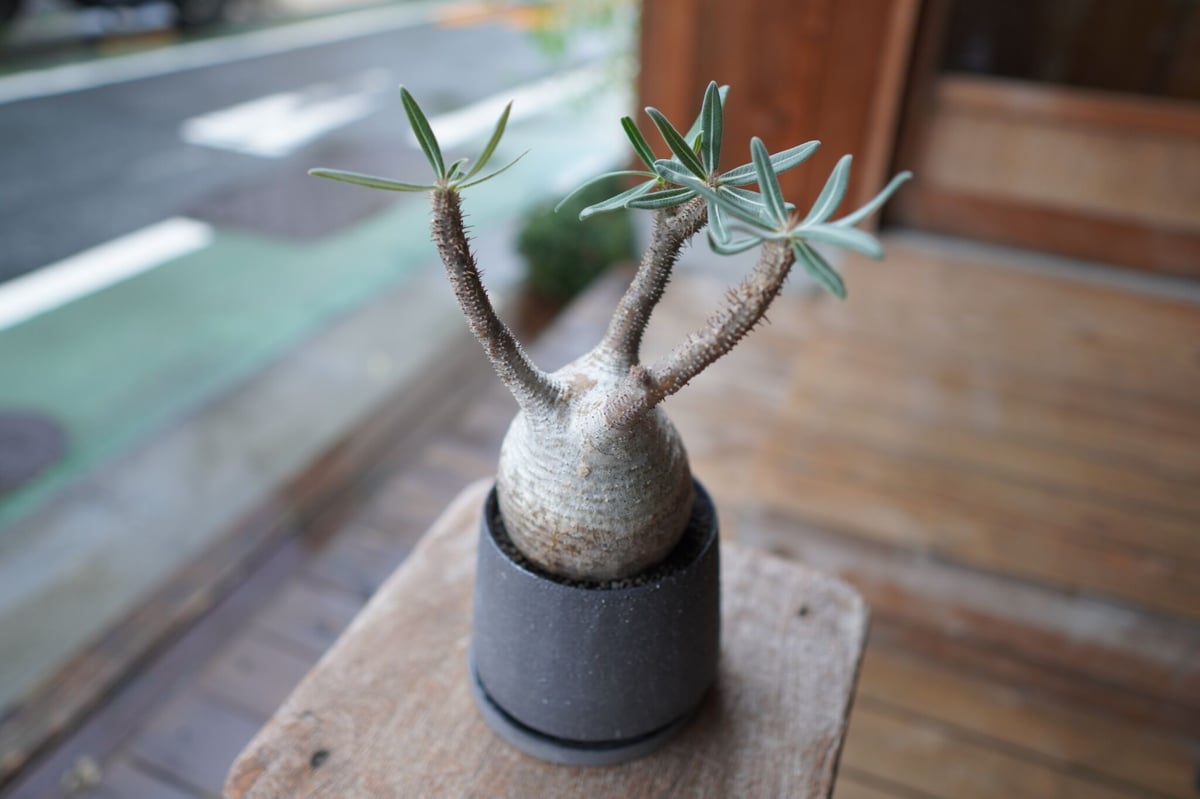 パキポディウム グラキリス Pachypodium Gracilius | mana's f