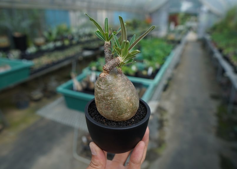 発根管理中】パキポディウム グラキリス Pachypodium Gracilius