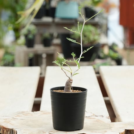 オペルクリカリアヒファエノイデス | STORES