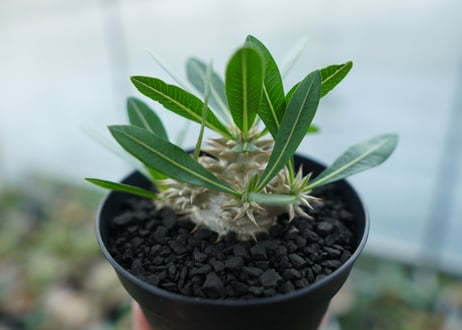 パキポディウム　恵比寿大黒　Pachypodium Densicaule　No.4