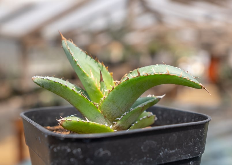 アガベ チタノタブルー 沖縄実生 | mana's farm:塊根植物・アガベ