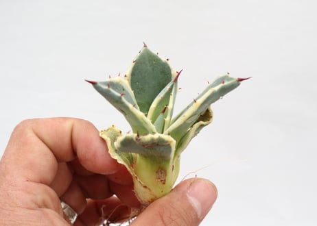 Agave applanata Cream Spike  pup