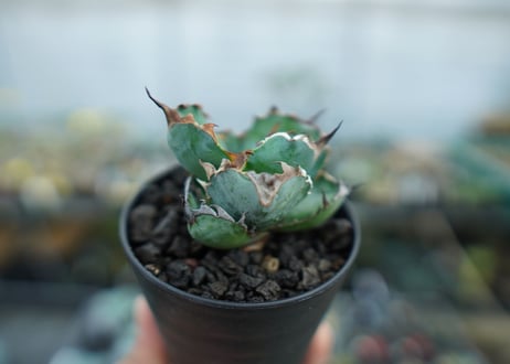 アガベ　チタノタ　 ブラックアンドブルー 　Agave titanota black and blue　No.2