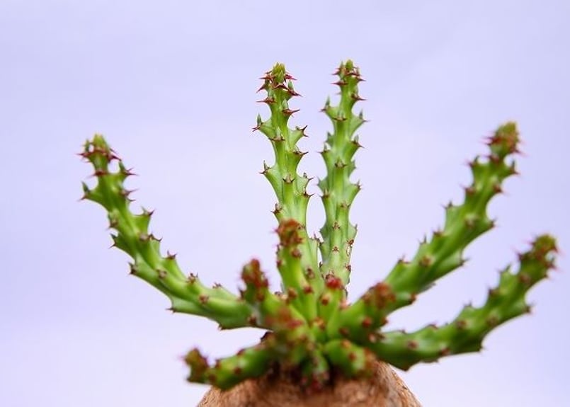 RawLifeFactory】 ユーフォルビア デシドゥア | mana's farm:塊根