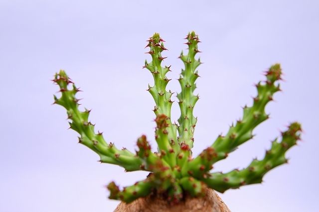 RawLifeFactory】 ユーフォルビア デシドゥア | mana's farm:塊根