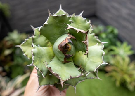 Agave titanota dwarf 姫厳龍 B NO.2