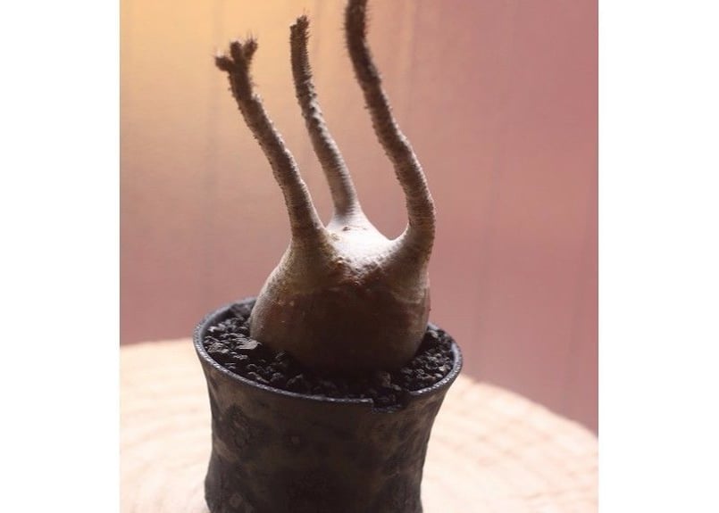 ma パキポディウム グラキリム手乗りサイズ まん丸良型短枝 ma