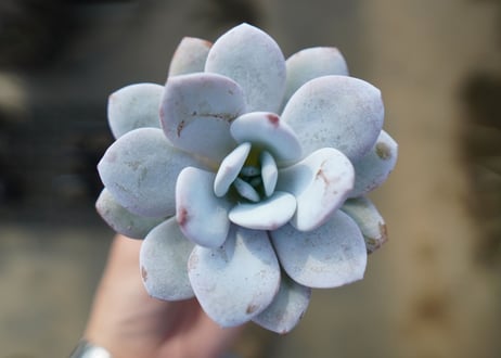 ママノエル 札付き 子株つき 多肉 TOMOZOUEN