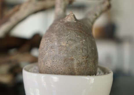 パキポディウム　グラキリス　 Pachypodium Gracilius