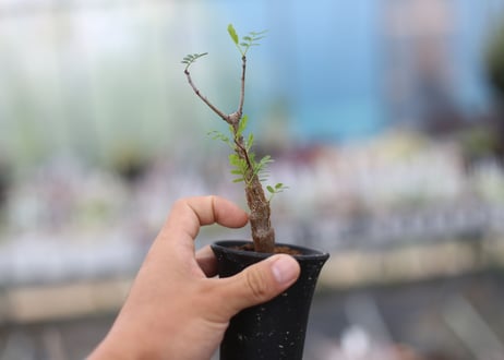 センナ　メリディオナリス