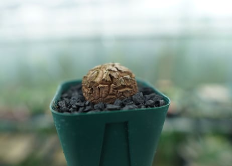 亀甲竜　Dioscorea elephantipes　No.2