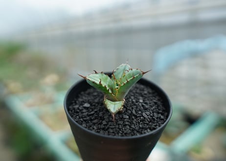 アガベ　チタノタ　 ブラックアンドブルー 　Agave titanota black and blue　No.1