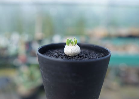 パキポディウム　恵比寿笑い　Pachypodium brevicaule　No.1