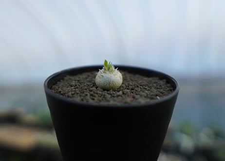 パキポディウム　恵比寿笑い　Pachypodium brevicaule　No.3