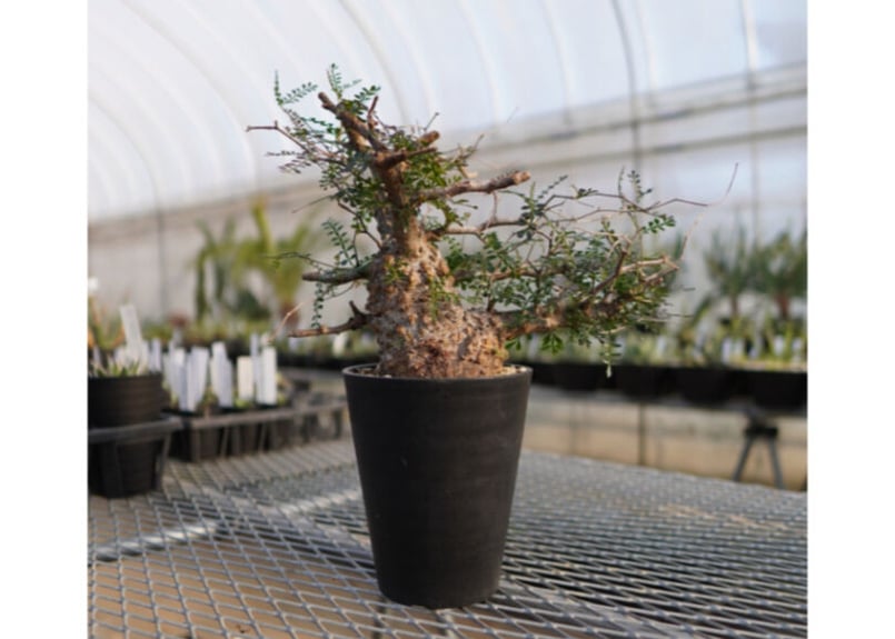 オペルクリカリア パキプス ボコボコNO.1 | mana's farm:塊根植物