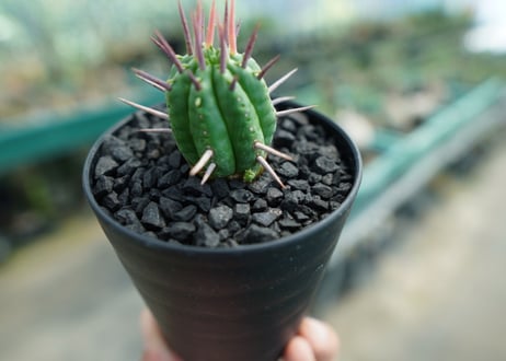ユーフォルビア　フェロックス　Euphorbia ferox  No.2