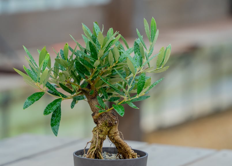 ★SALE★訳あり格安★オロロフ★カタルニア風景★リトグラフ★シリアルナンバー★ オリーブ 根上がり | mana's farm:塊根植物・アガベ・ドライガーデン